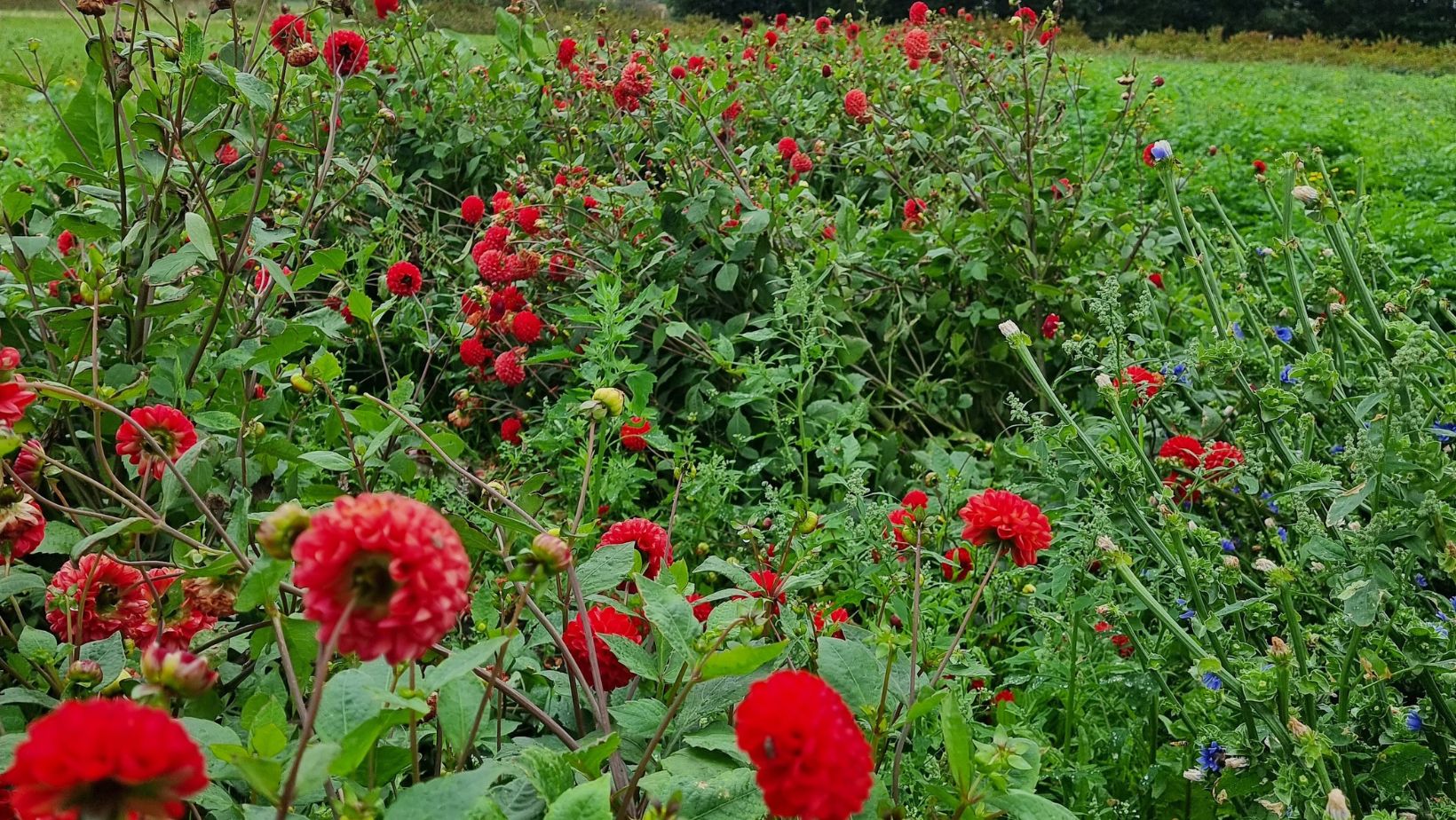 Blomstermark med georginer